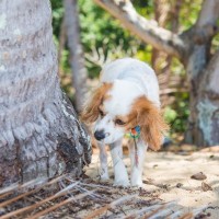 犬が『マーキング』をしてしまう理由5つ　主な原因や止めさせる方法までご紹介