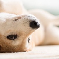犬が『無防備』になるのはどんなとき？安心してもらうための環境づくりのコツまでご紹介