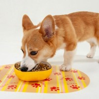 犬がご飯のお皿を『ひっくり返してしまう』4つの心理　見直すべき食事環境まで解説