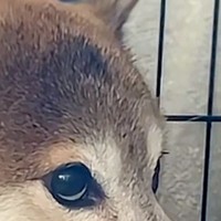 外から『太鼓の音』が聞こえてきた結果→家の中にいた犬が怖がって…緊張感が伝わってくる『表情』が31万再生「目たまらんｗ」「抱きしめたい」
