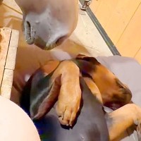 台風の夜、大型犬が寝ていると『大丈夫かな？』と馬が心配して…種族の壁を超えた『本当の母のような光景』に絶賛「優しい眼差し」「癒される」