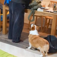 お兄ちゃんが帰省したら、犬が『お泊りするの？』と大喜びして…家族愛を感じる光景と『切ないお別れ』に反響「大好きなのが伝わる」「嬉しそう」