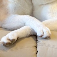 ふと、ソファにいる2匹の秋田犬を見てみたら→『おてて』をクロスさせて…尊すぎる光景に「言葉が出てこないくらい可愛い…」「癒やされる」の声