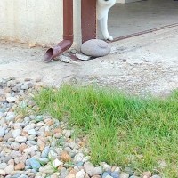 『貸し切りドッグラン』に来たおばあちゃん犬→『楽しむかな』と思ったら、人見知りを発動して…まさかの光景に「そっと覗いてて可愛いｗ」の声