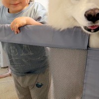 こっそりアイスを食べていたら、視線を感じたので振り返ると→男の子と大型犬が…『本当の姉弟のような光景』に反響「最高」「お顔が可愛すぎる」