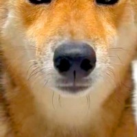 ハロウィン用に買った『カチューシャ』を犬に装着してみた結果→似合いすぎている光景と『まさかの表情』に爆笑「完璧ｗ」「ちゃんと悪い顔で草」