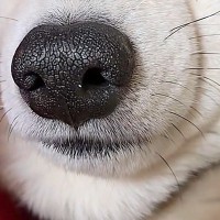 転がっている犬を撮影→『重力で顔がつぶれている』と思ったら…物理の法則を無視している『まさかの顔面』が51万再生「なんでなん？」「目がｗ」
