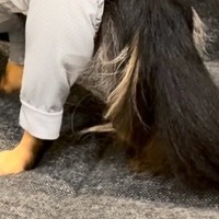 雨の日、外で濡れないよう『犬に洋服を着せた結果』→思った以上にピチピチで…子どものような態度が65万再生「感情豊かｗ」「絶望顔で草」