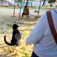 朝、犬の散歩中『いるはずのないパパ』が待ち伏せしていた結果→気付いた瞬間…『尊すぎる光景』に「愛されてる」「可愛くて仕方ない」と絶賛