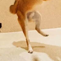 犬をペットホテルに預けた結果→『みんなと元気に過ごしてました』と写真が送られてきたので、確認すると…衝撃の一枚に1万いいね「北斗の拳で草」