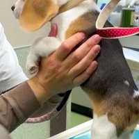 赤ちゃん犬が初めて動物病院へ→診察台で注射を打とうとしたら、獣医師さんに…可愛すぎる光景が105万再生「元気な子だ」「暴れん坊将軍ｗ」