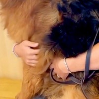 体重34キロの大型犬と病院へ→診察室で待機中、抱っこをせがんで…自分のサイズが分かっていない『赤ちゃんな光景』に絶賛「外見のギャップｗ」