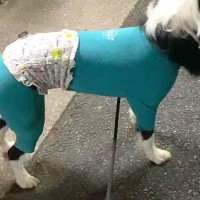 『おともだちのママ』に会った犬→『大好き』が爆発してしまい…まさかの行動に2675万再生の大反響　おしりが飛んでいきそうな光景にほっこり