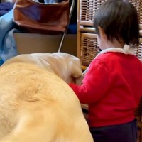 洗濯物を干していたら、構ってほしくてイタズラをする1歳の女の子と大型犬→全く家事が捗らない光景が19万再生「可愛すぎる」「幸せな時間」