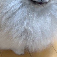 子犬に『お鼻食べていい？』と100回ほど聞いてみた結果→まるで人間のような『苦笑い』に爆笑続々「プロのかわし方ｗ」「すごい愛想笑いで草」