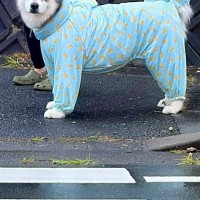 信号待ちで『反対側の超大型犬と目が合った』結果→小さな子供のような『表情の変化』が尊いと28万いいね「露骨で可愛い」「大きい赤ちゃん」