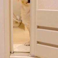 お風呂に入ろうとしたら『寂しい』と訴える犬→入浴中、何度も様子を見に来て…一刻も早く上がりたくなる光景に反響「一瞬も離れたくない感じｗ」