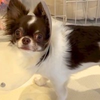 夕飯の準備中、犬が『ママきて！』と訴えていたので見に行くと→なぜか女の子が…『まさかの光景』が45万再生「一生懸命でたまらん」「笑った」