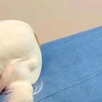 散歩嫌いな犬に『おさんぽいこっか』と声をかけた結果→行きたくなさすぎて…まさかの『隠れ方』が14万再生「丸見えで草」「シッポは正直ｗ」