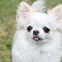 犬にも『恋愛感情』があるの？他の犬や人間に恋をする？好きな相手にみせる行動とは