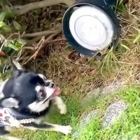 超ビビリな犬が『地面にあるライト』を発見した瞬間…100点満点な『リアクション』が12万再生「え、なにかわいい」「腰抜かしてるｗｗ」