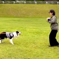 『めっちゃ痛そうで草』運動神経がいい犬とボール遊びをした結果→まさかの『ハプニング』が11万再生「ナイスコンビｗｗ」「油断大敵」