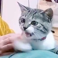 『そりゃ怒るｗ』理由もなく"猫パンチ"された犬→まるで人間のように『不満をぶちまける光景』が126万再生「理不尽で草」「怒り方のクセｗ」