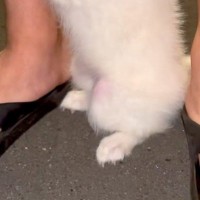 赤ちゃん犬が『生まれて初めてお散歩をした』結果→怖くなって、おててを…とんでもなく尊い『行動と表情』が92万再生「守りたい」「出勤前の俺」