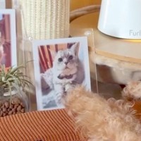 16歳の老猫が天国へ旅立ってから2ヶ月→残された犬が『遺影』を見つめて…思わず泣ける『切ない光景』に「寂しそう」「会いたいよね」の声