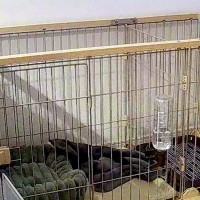 留守番中の『赤ちゃん犬』をカメラで確認→『トイレを失敗』してしまっていて…『まさかの光景』に反響　今すぐに慰めたくなる姿に思わずキュン