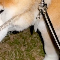 草むらに夢中になりすぎて『ゴールネット』に絡まった犬→絶対に野生では生きていけない光景が32万再生「思った以上で草」「困った表情が最高」