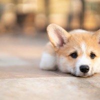 犬が認識しやすい『ワード』5選　特定の言葉を覚えさせるために必要なトレーニングとは？
