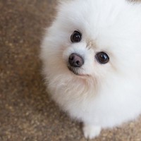 犬は『地震』を予知することができる？揺れる直前にみせる4つの行動や必要な備えまで