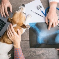犬のレントゲン検査でわかること・わからないこと｜異常なしでも病気の可能性はある？