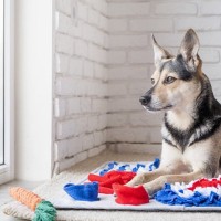 犬の「心の健康」を守るには？退屈を防ぐ知育玩具と脳トレのすすめ