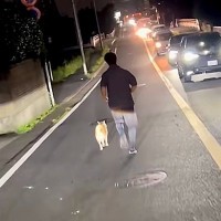 夜、道路で走る『迷子犬』を発見→男性が必死に追いかけて…あまりにも素敵な『神対応』が68万再生「本当にありがとう」「命の恩人でしかない」