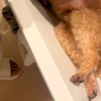 12歳のおじいちゃん犬をシャンプーしようと『洗面台に乗せた』結果→嫌がってしまい…まさかの『拒否方法』が50万再生「ぬいぐるみかとｗ」