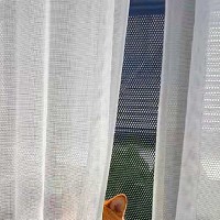 隣の部屋から『クゥーン』と聞こえたので見に行った結果→窓の外で、犬が…思わず抱きしめたくなる光景に反響「早く入っておいで」「おぼちゃま犬」