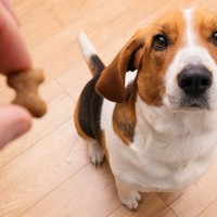 犬にも『イヤイヤ期』があるの？反抗的な態度をみせる理由や飼い主がとるべき対応まで