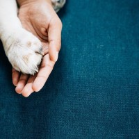 『神経質な犬』がみせる仕草や行動6つ　強い警戒心を抱いてしまう要因や不安を和らげるコツまで