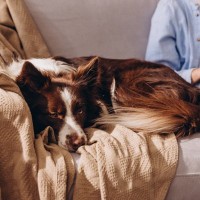犬があなたから『離れて座ろうとする』心理6選　そばにいてもらうにはどうしたらいいの？