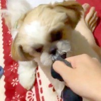 子犬との『引っ張り合い』を撮影した結果→『楽しそうだな』と思った、次の瞬間…まさかの展開に3万いいね「AI疑われるレベルｗ」「良い蹴りだ」