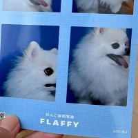 『犬の証明写真』を撮影した結果→大失敗したかと思ったら、隣で…思わずツッコんでしまう光景に3万いいね「やれますって顔ｗ」「違う、今じゃない」