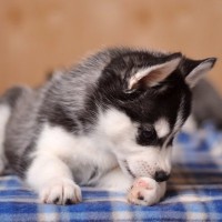 【獣医師執筆】犬の指間炎｜原因や症状から治療法まで解説
