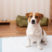 【獣医師執筆】犬の膀胱炎｜原因や症状から治療法まで解説