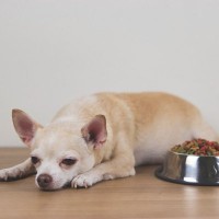 【獣医師執筆】犬のアジソン病｜原因や症状から治療法まで解説