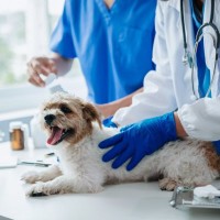 【獣医師執筆】犬の肝硬変｜原因や症状から治療法まで解説