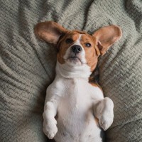 【獣医師執筆】犬の鼠経ヘルニア｜原因や症状から治療法まで解説