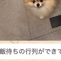 突然、妻からLINEで送られた『犬の写真』→確認してみたら…あまりにも愛おしい光景に反響「ポーズがｗｗ」「なんちゅう恰好してるのｗ」