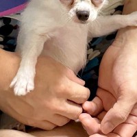 友人が『子犬を飼い始めた』結果→写真を見せてもらうと…おじいちゃん過ぎる『まさかの表情』が24万いいね「長老で草」「ヨレヨレ感がいいｗ」